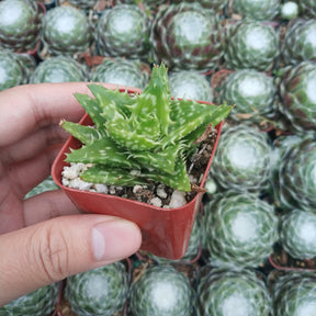 fully grown succulent plants Aloe juvenna 'Tiger Tooth Aloe' 2 Inch