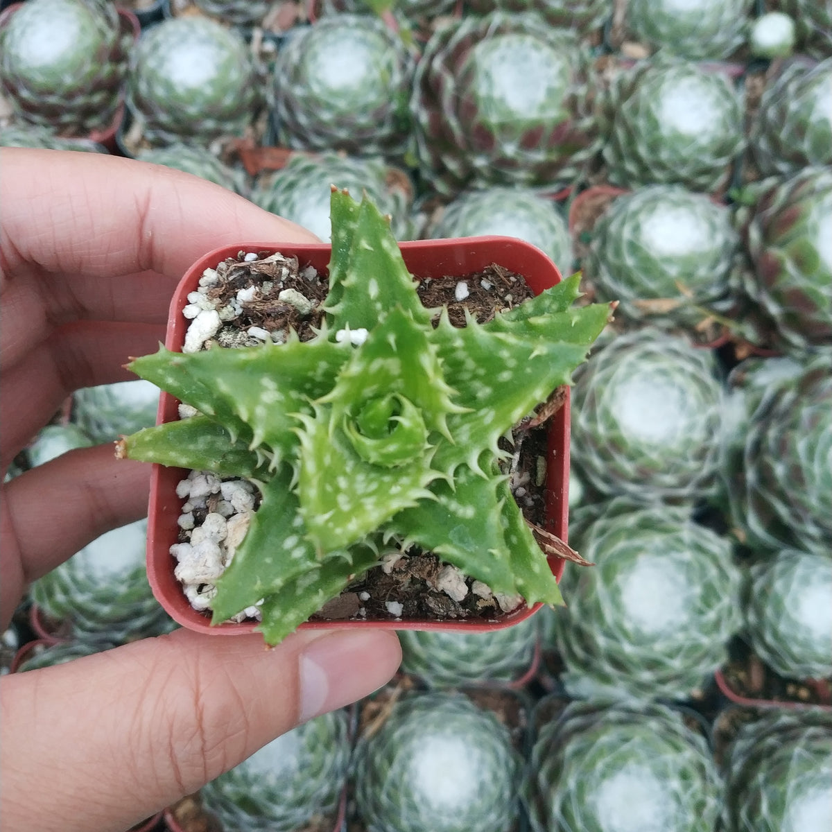 Aloe Juvenna 'Tiger Tooth Aloe' Rare Succulent Plant Shown in 2" Pot - Succulents Depot