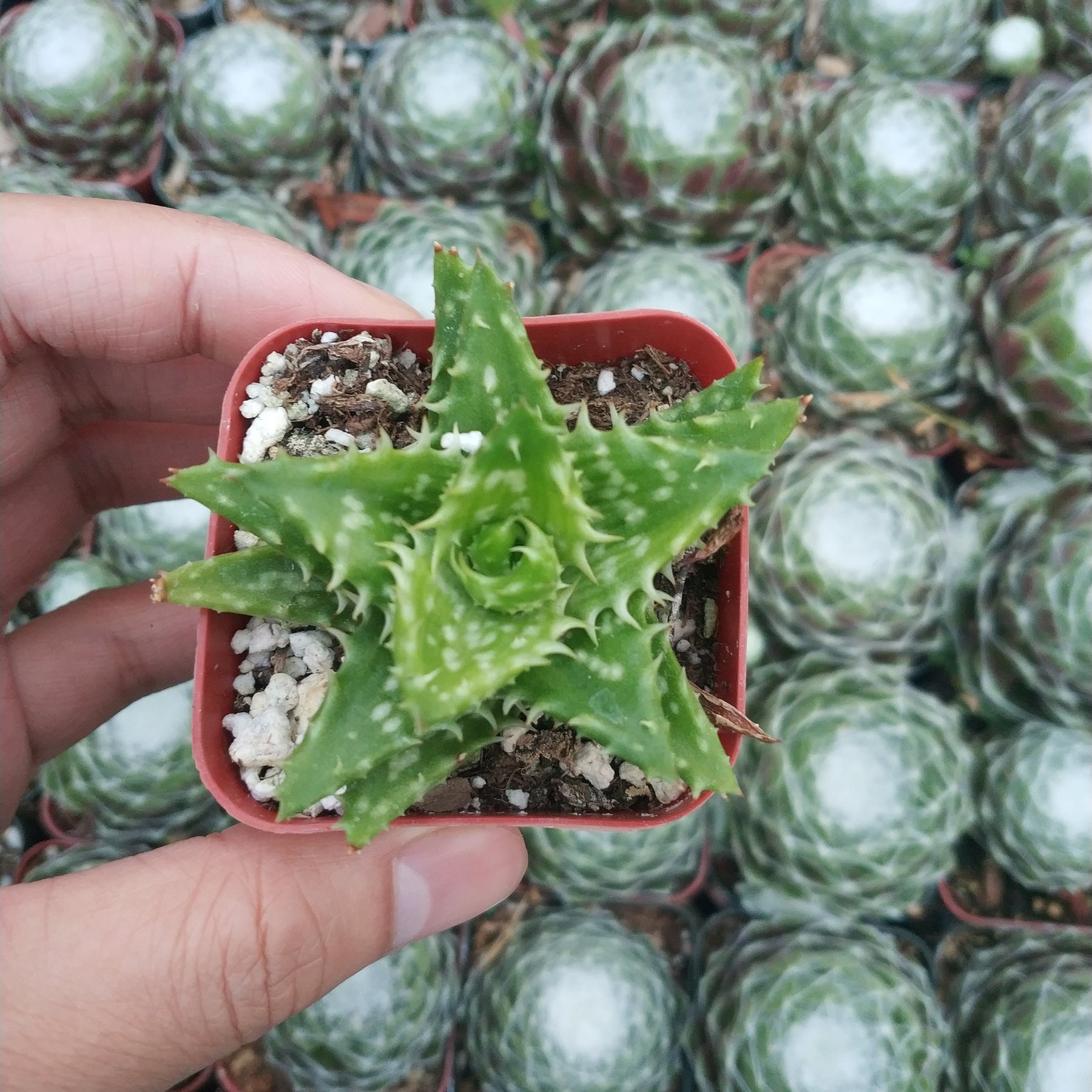 aloe vera plant food lion Aloe juvenna 'Tiger Tooth Aloe'