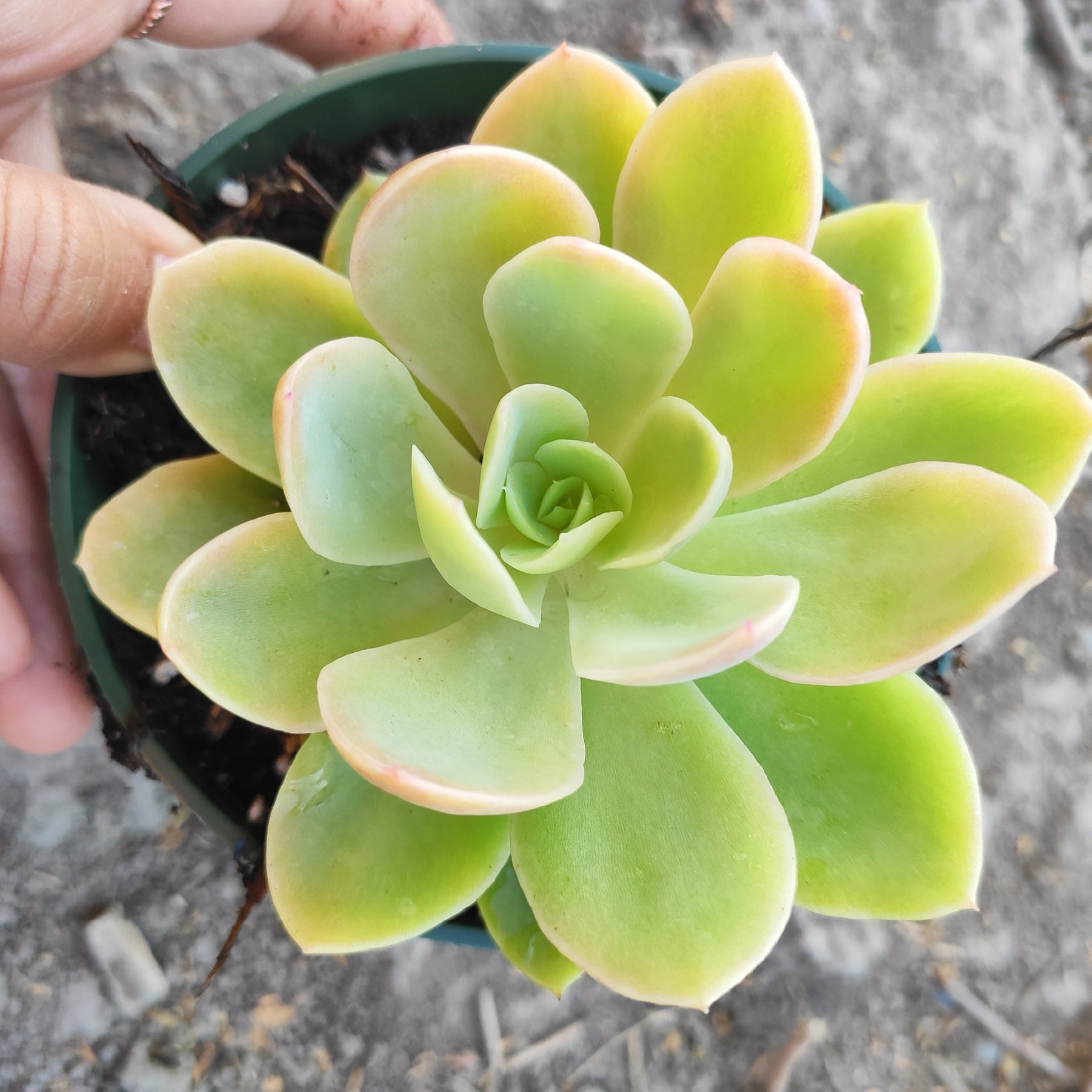 silk succulents Echeveria Silk Veil