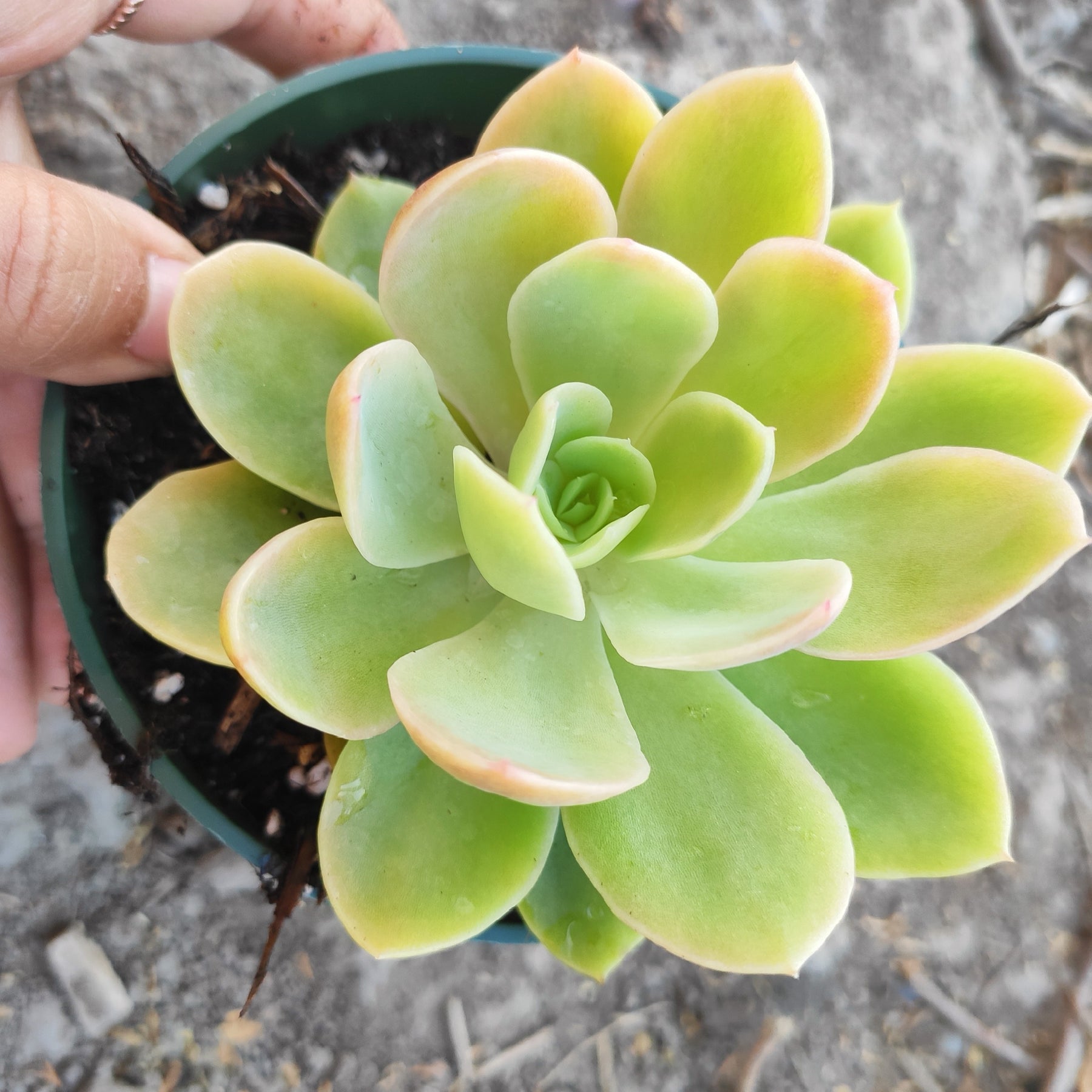 silk succulents wholesale Echeveria Silk Veil