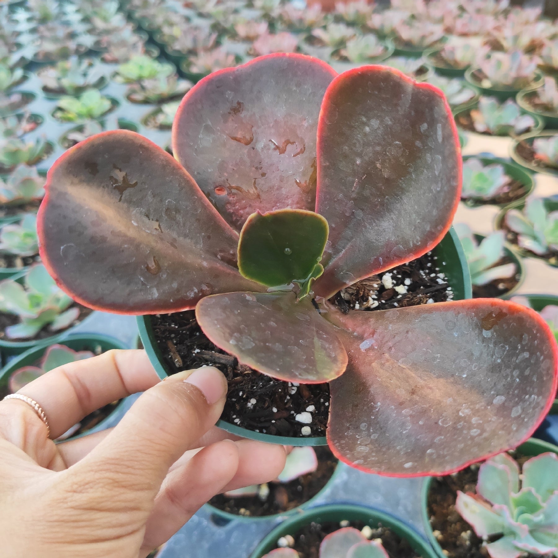 mahogany rose succulent Echeveria 'Mahogany Rose'