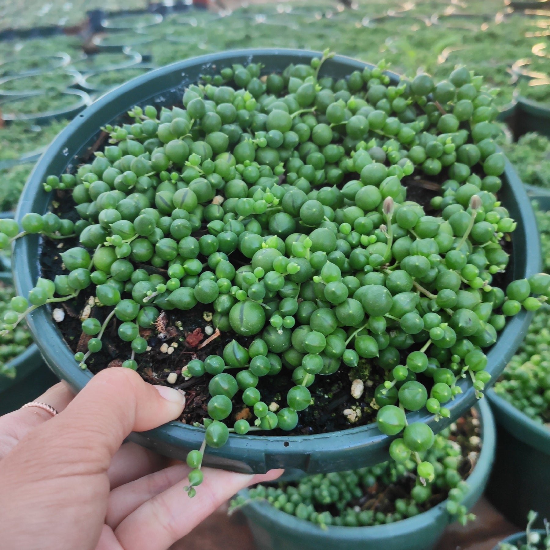 String of Pearls Senecio rowleyanus - Succulents Depot