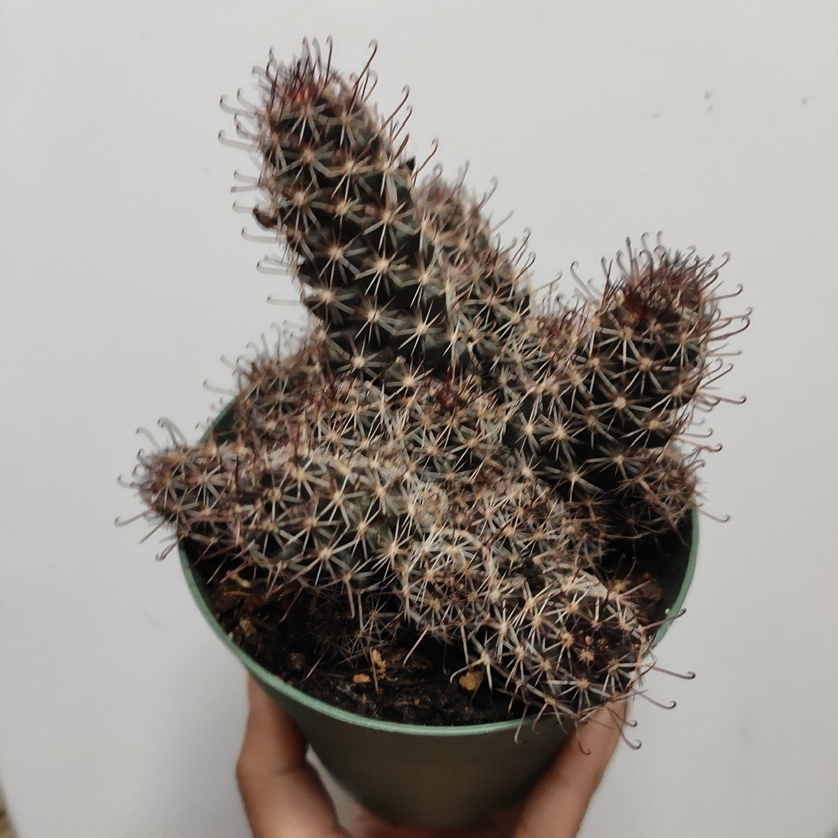 Mammillaria Mazatlanensis Rare Succulent Plant Shown in 4" Pot - Succulents Depot