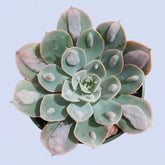 Echeveria 'Raindrops' succulent held in hand.