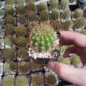 Lobivia Purpureominiata Rare Cactus Plant Shown in 2" Pot - Succulents Depot