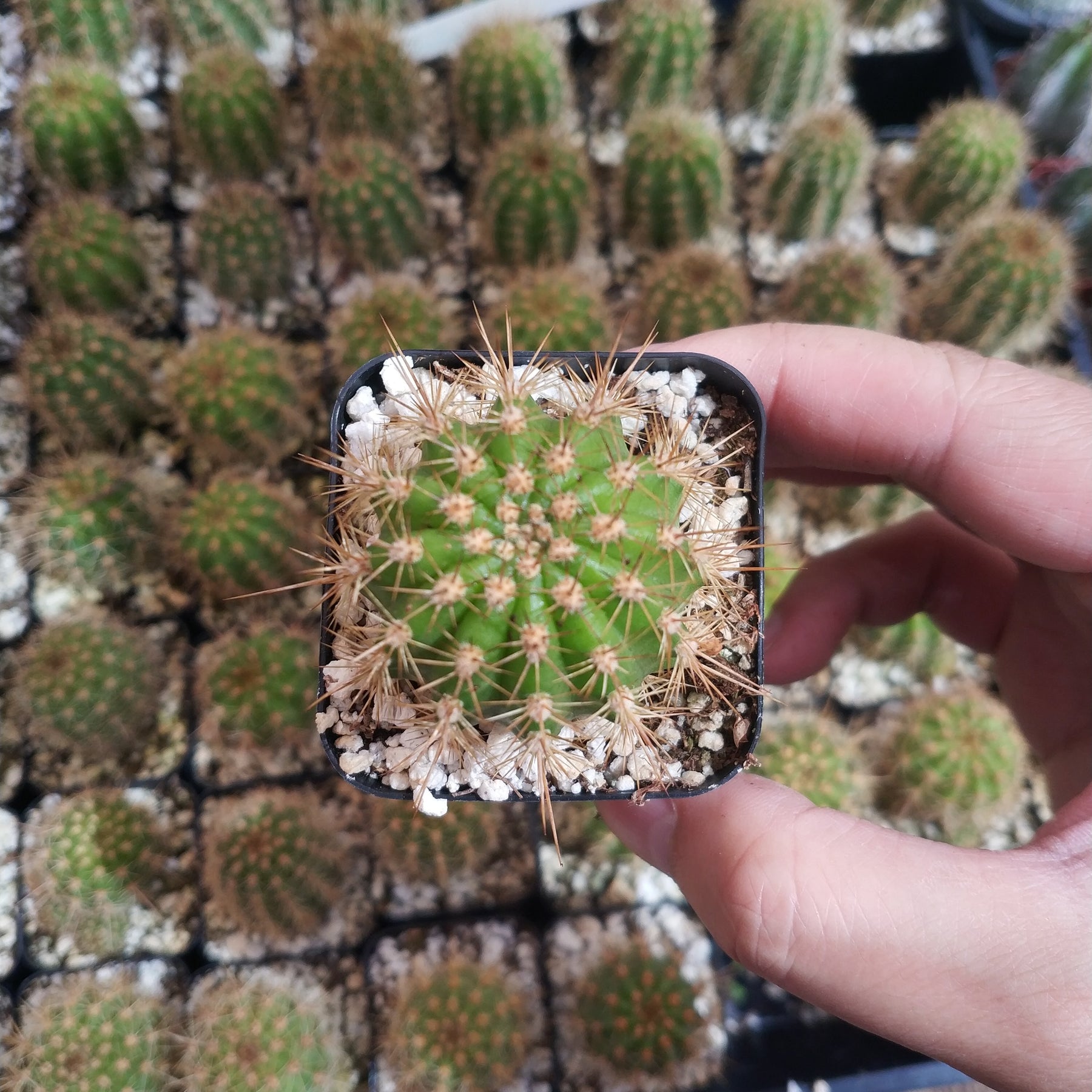 Lobivia Purpureominiata Rare Cactus Plant Shown in 2" Pot - Succulents Depot