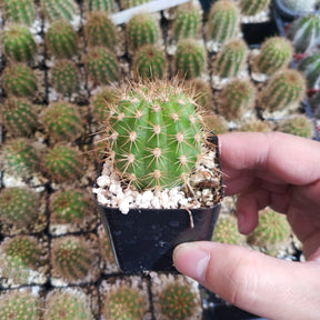 Lobivia Purpureominiata Rare Cactus Plant Shown in 2" Pot - Succulents Depot