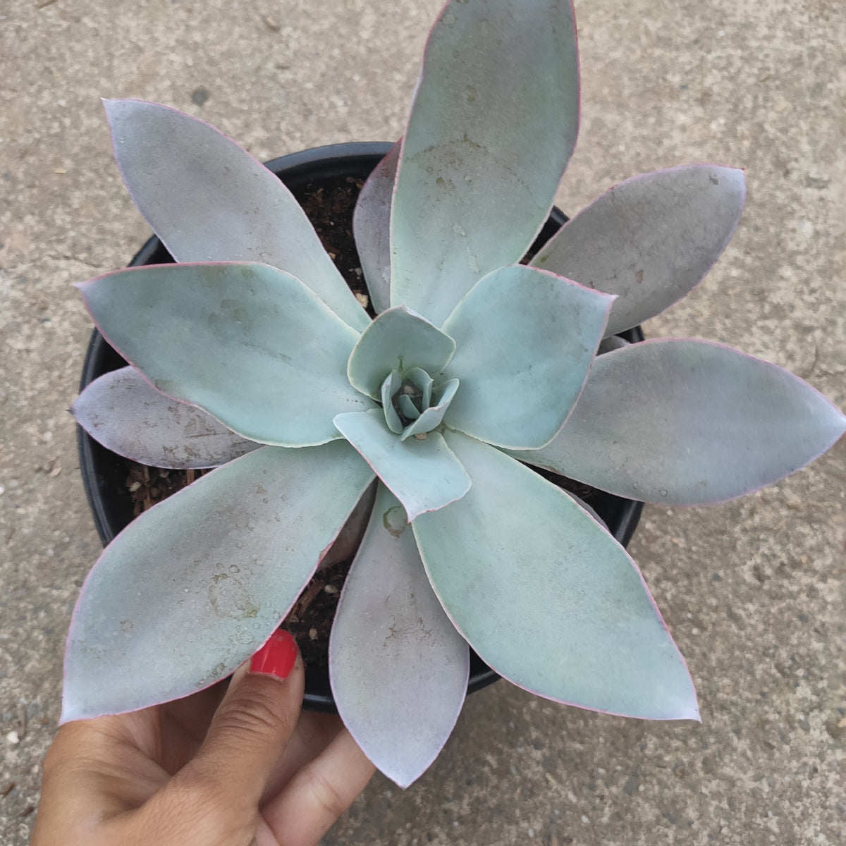 Echeveria Cante Rare Succulent Plant Shown in 6" Pot - Succulents Depot