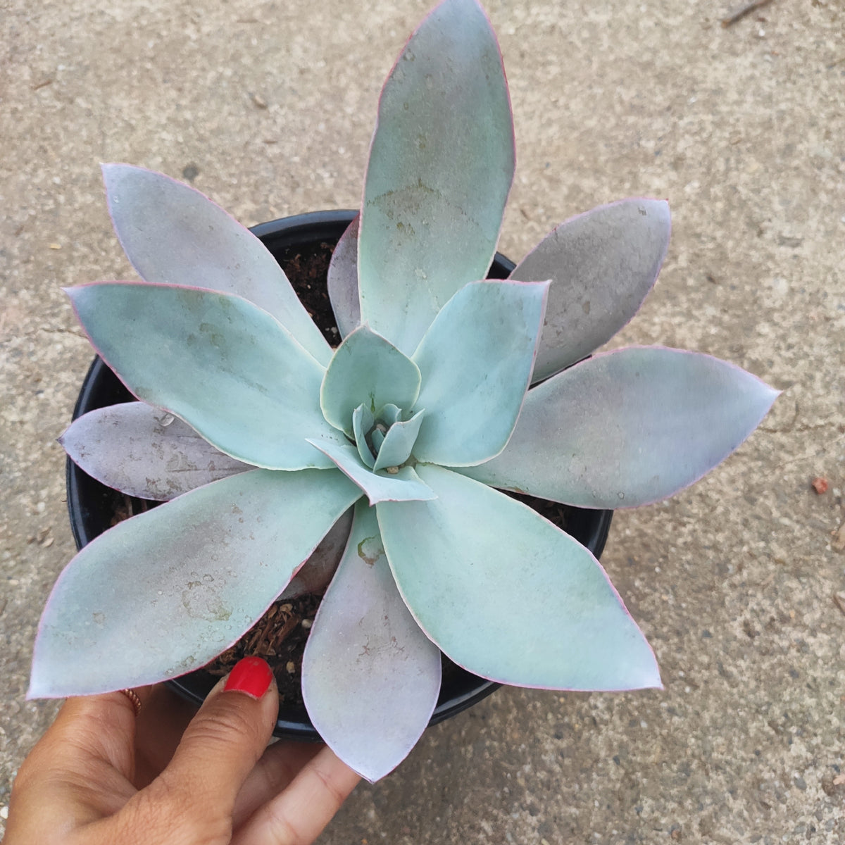 Echeveria Cante Rare Succulent Plant Shown in 6" Pot - Succulents Depot