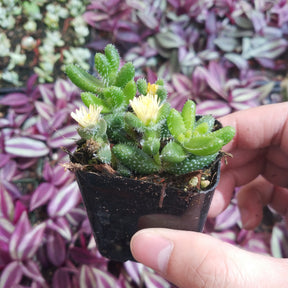 pickle plant hanging Delosperma echinatum