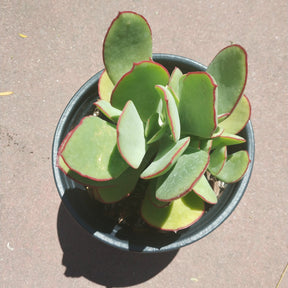 Cotyledon 'Mint Truffles'