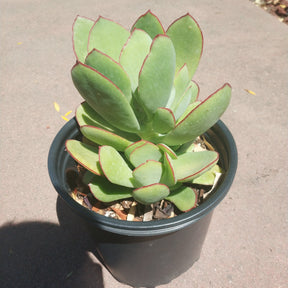 Cotyledon 'Mint Truffles'
