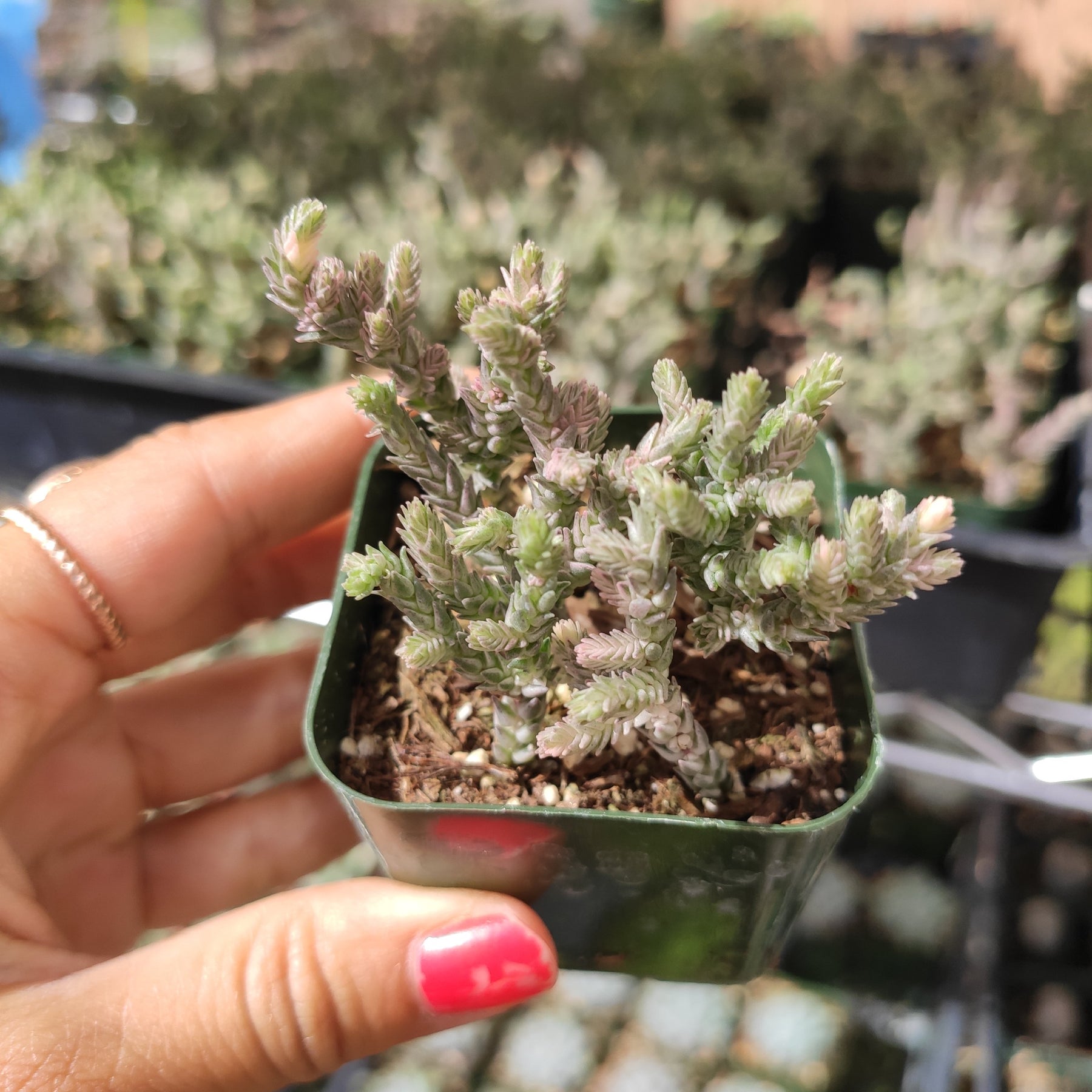 watch chain succulent indoor care Crassula muscosa f. variegata 'Watch Chain'
