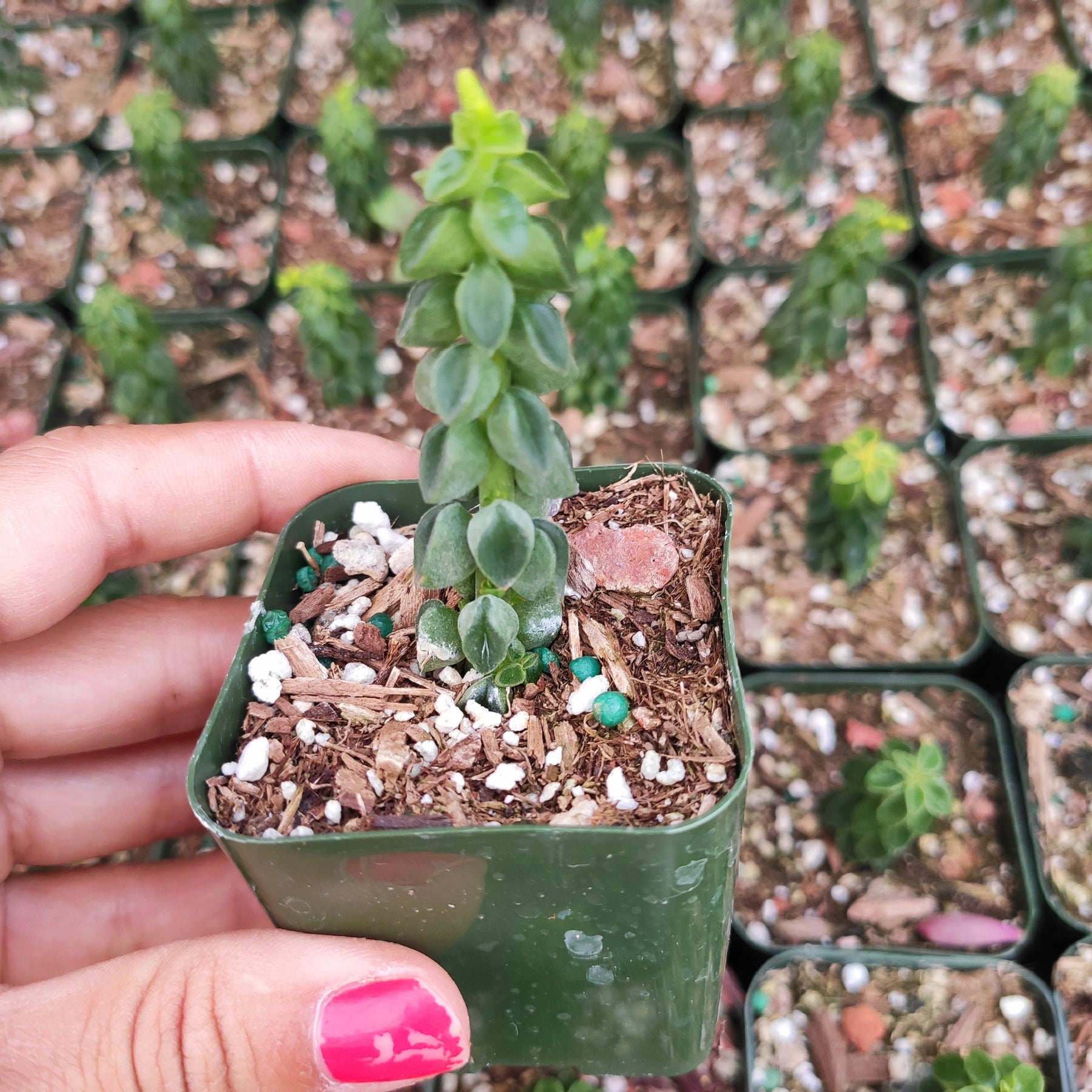 can i use succulent soil for peperomia Peperomia columella (Columnar Peperomia) -