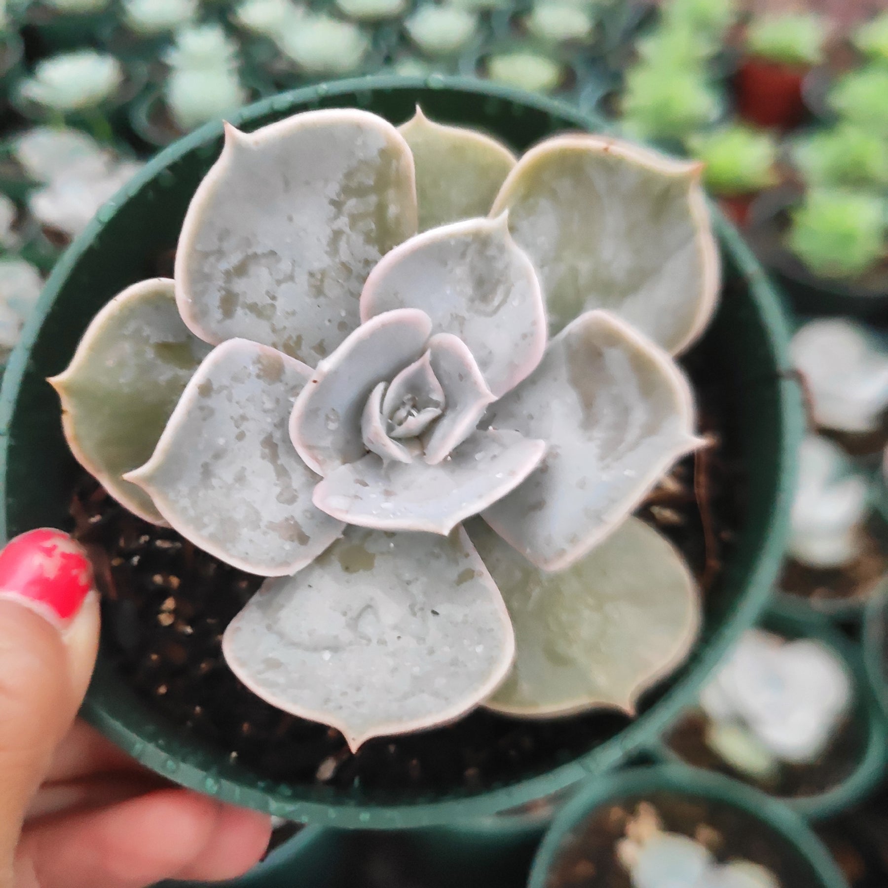 ghost succulent echeveria Echeveria lilacina