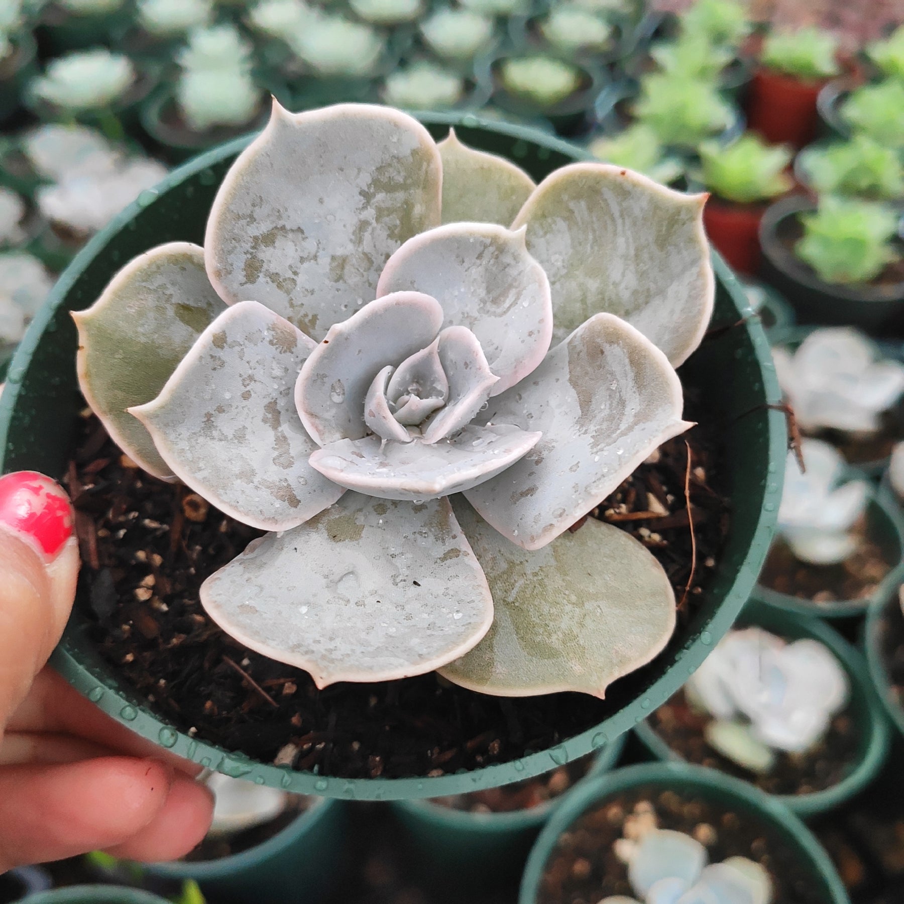 ghost echeveria succulent Echeveria lilacina