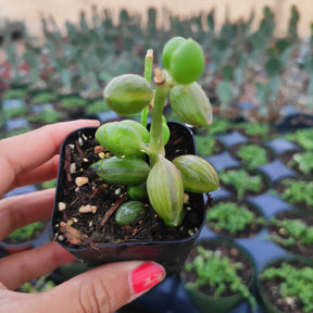 String of Watermelons Senecio herreanus