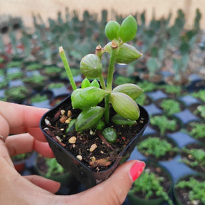 String of Watermelons Senecio herreanus