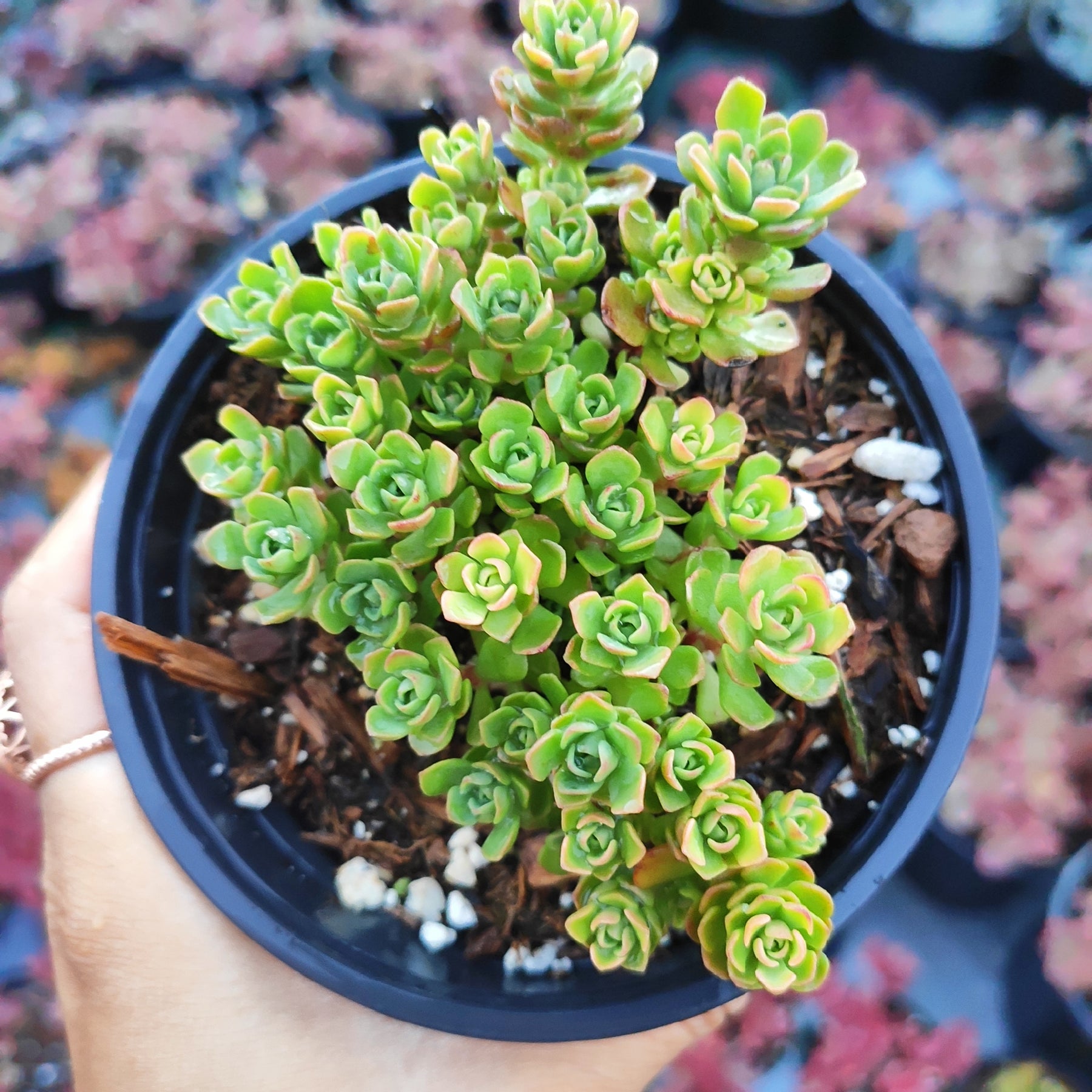 small green succulent plant Sedum nevii