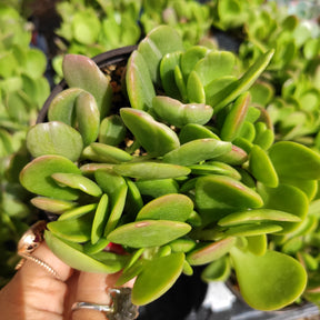 trailing jade succulent Senecio jacobsenii