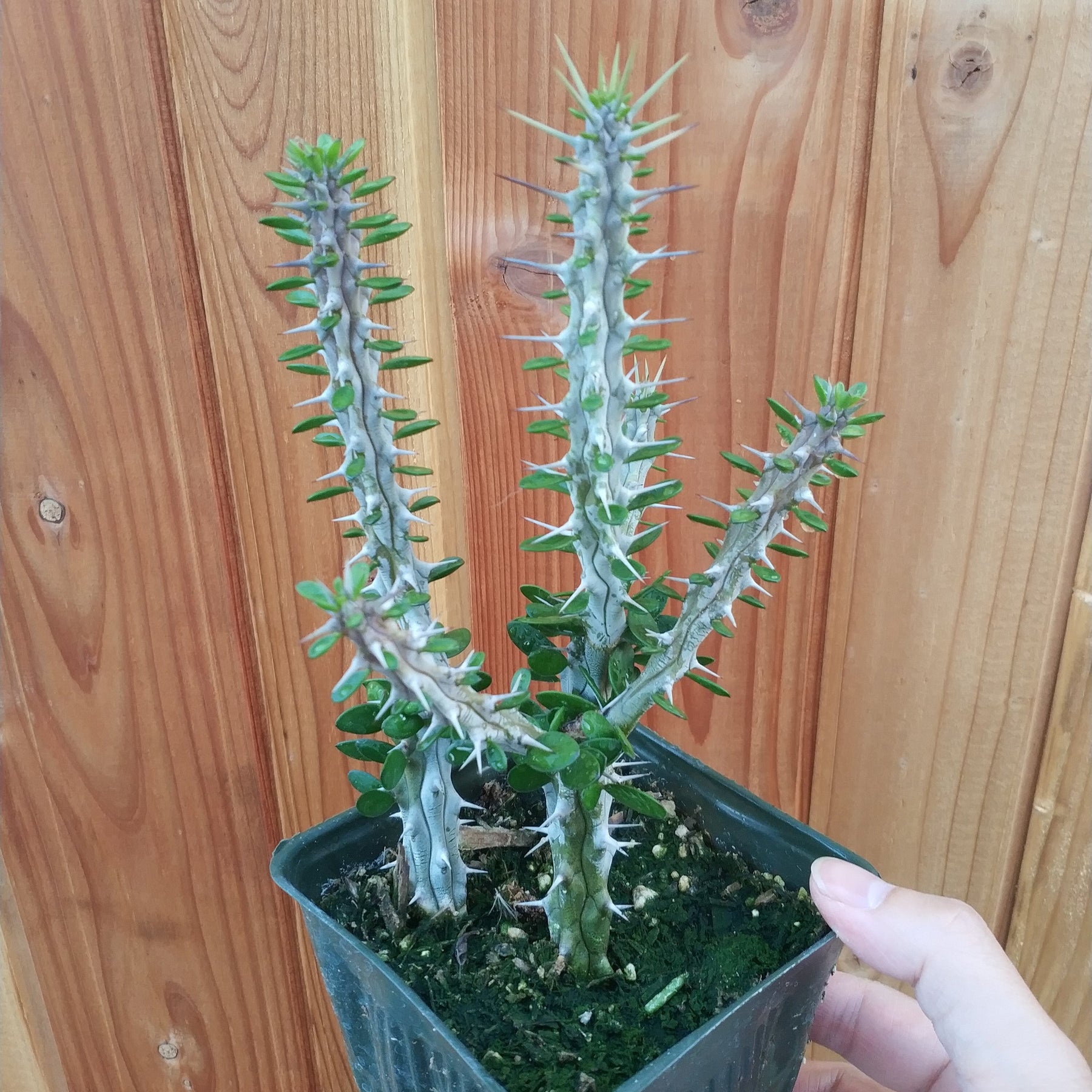 succulents from madagascar Alluaudia procera 'Madagascar Ocotillo' -
