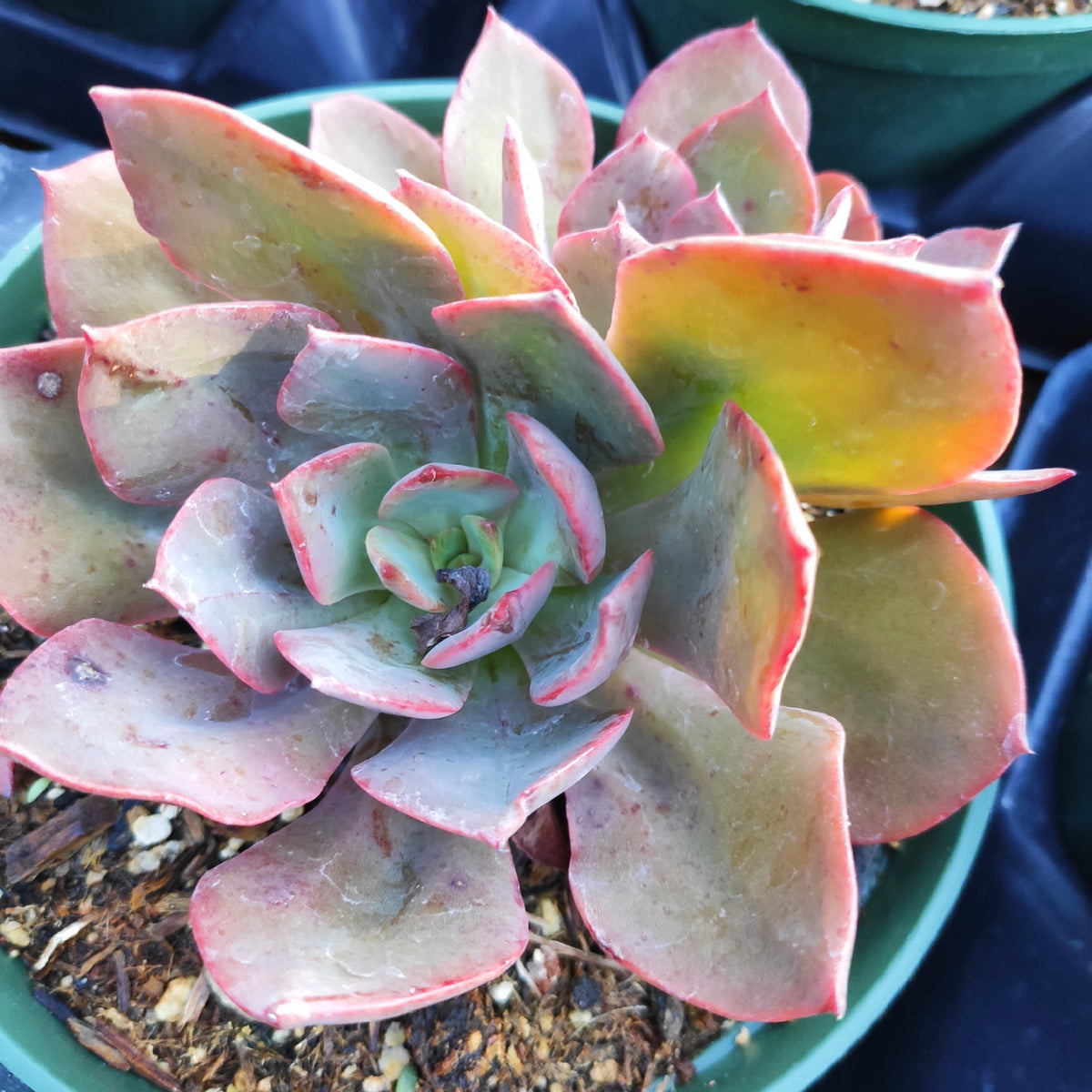 Echeveria 'Red Flame'