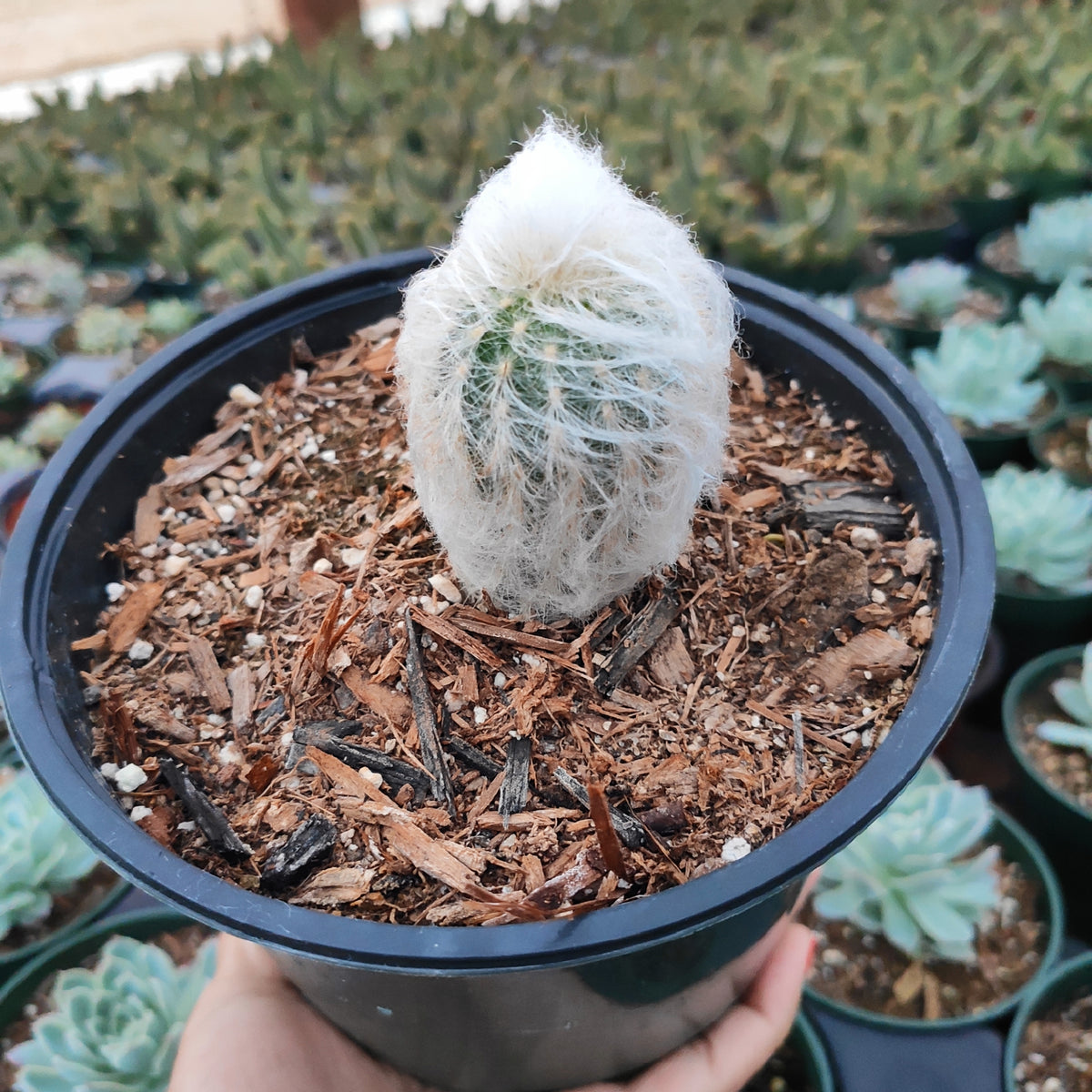 Espostoa melanostele - Peruvian Old Lady Cactus