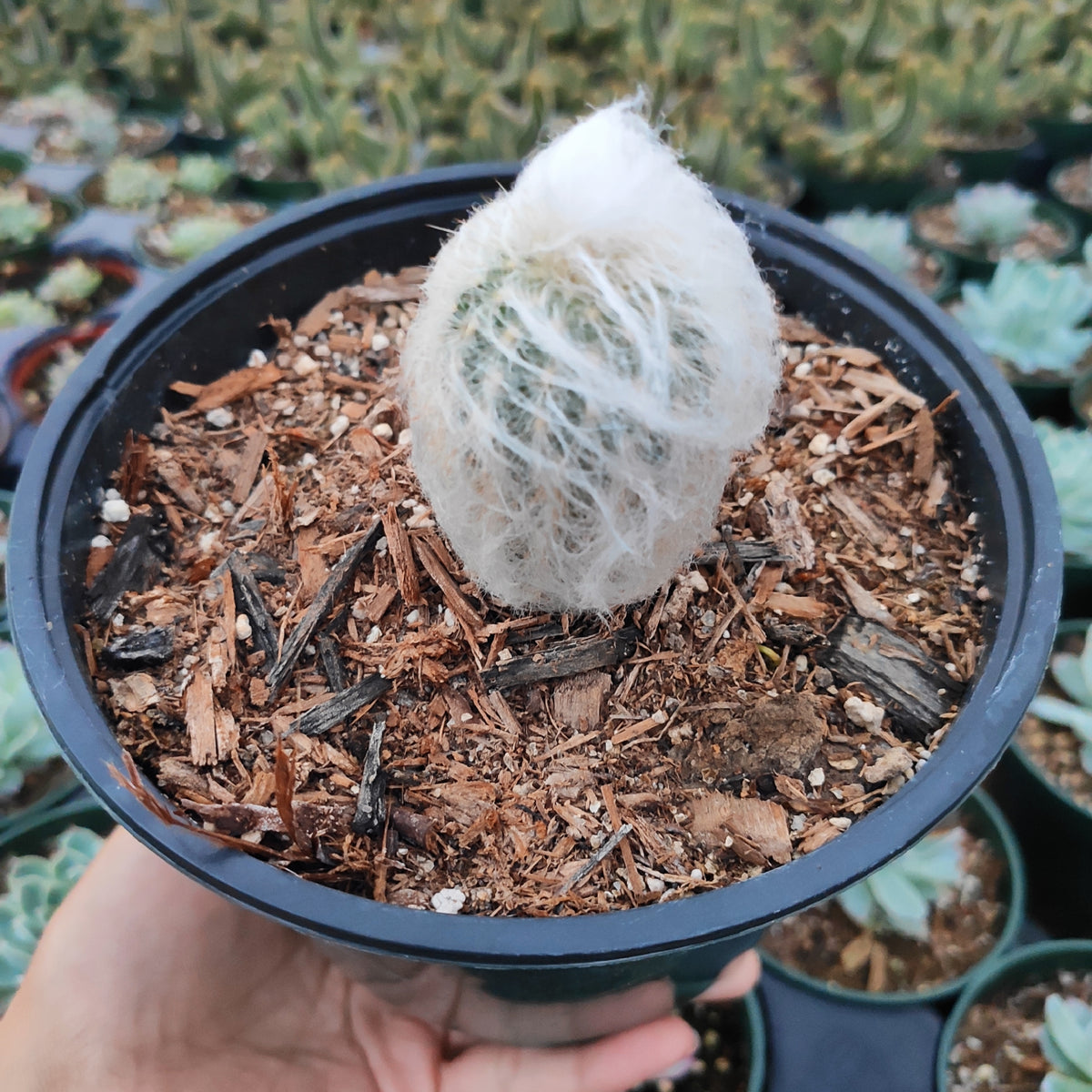 Espostoa melanostele - Peruvian Old Lady Cactus