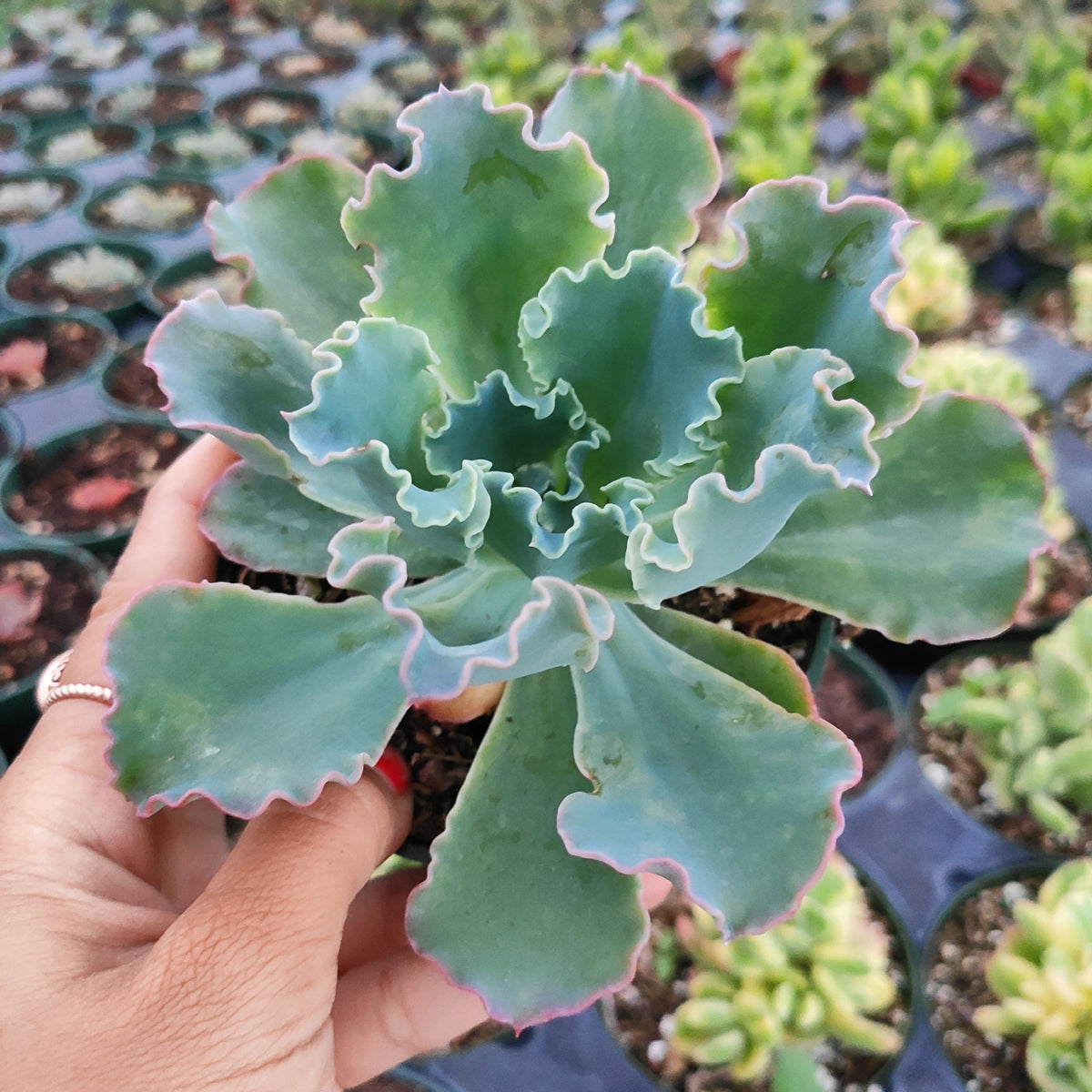 Echeveria 'Giant Blue'