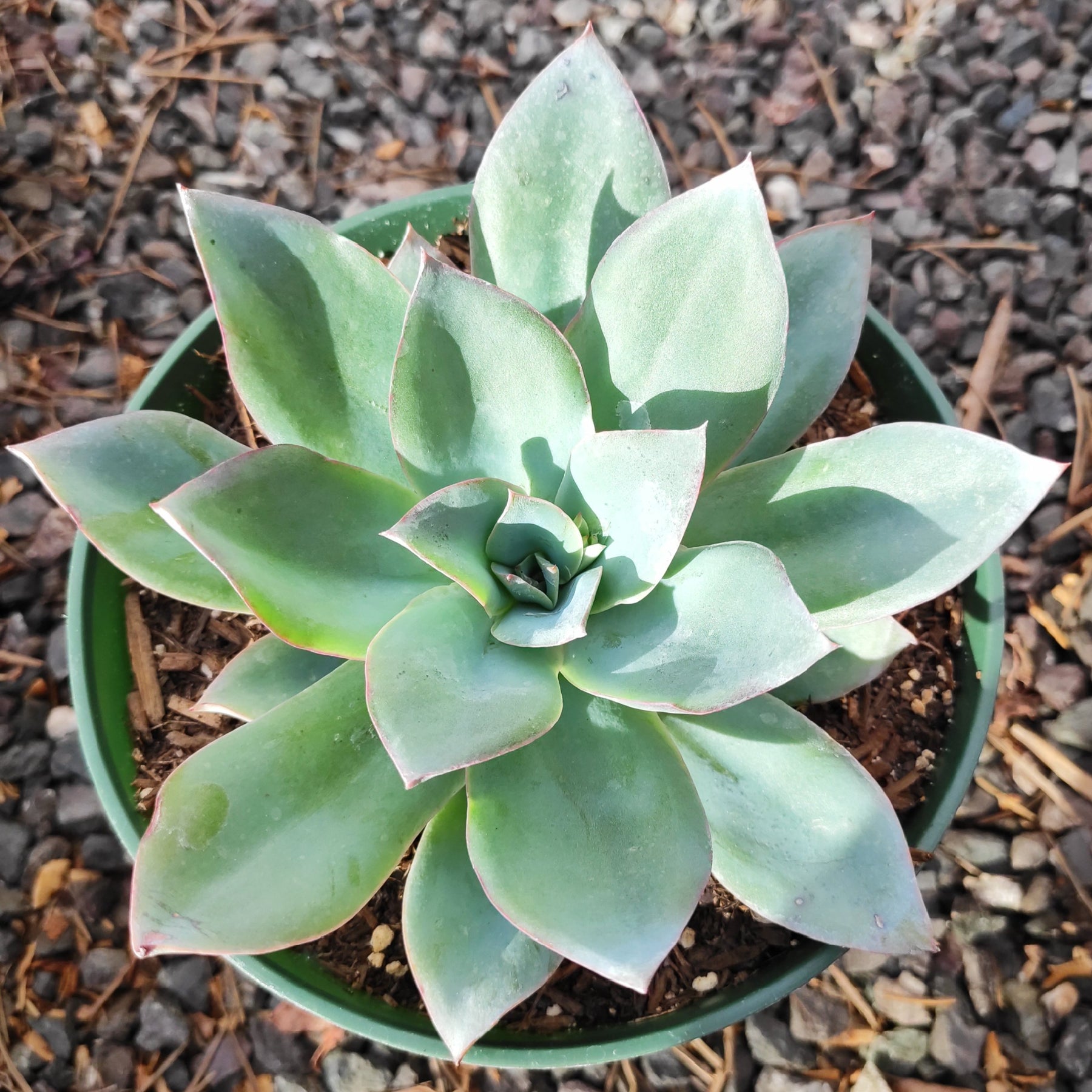 light blue succulents Echeveria 'Blue Light'