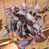 Tradescantia pallida 'Purple Heart' held in hand, showcasing velvety leaves.