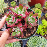 Echeveria 'Devotion' succulent with red-tinged leaves in a hand.