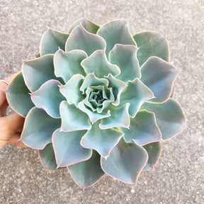 Echeveria 'Domingo' - Succulents Depot