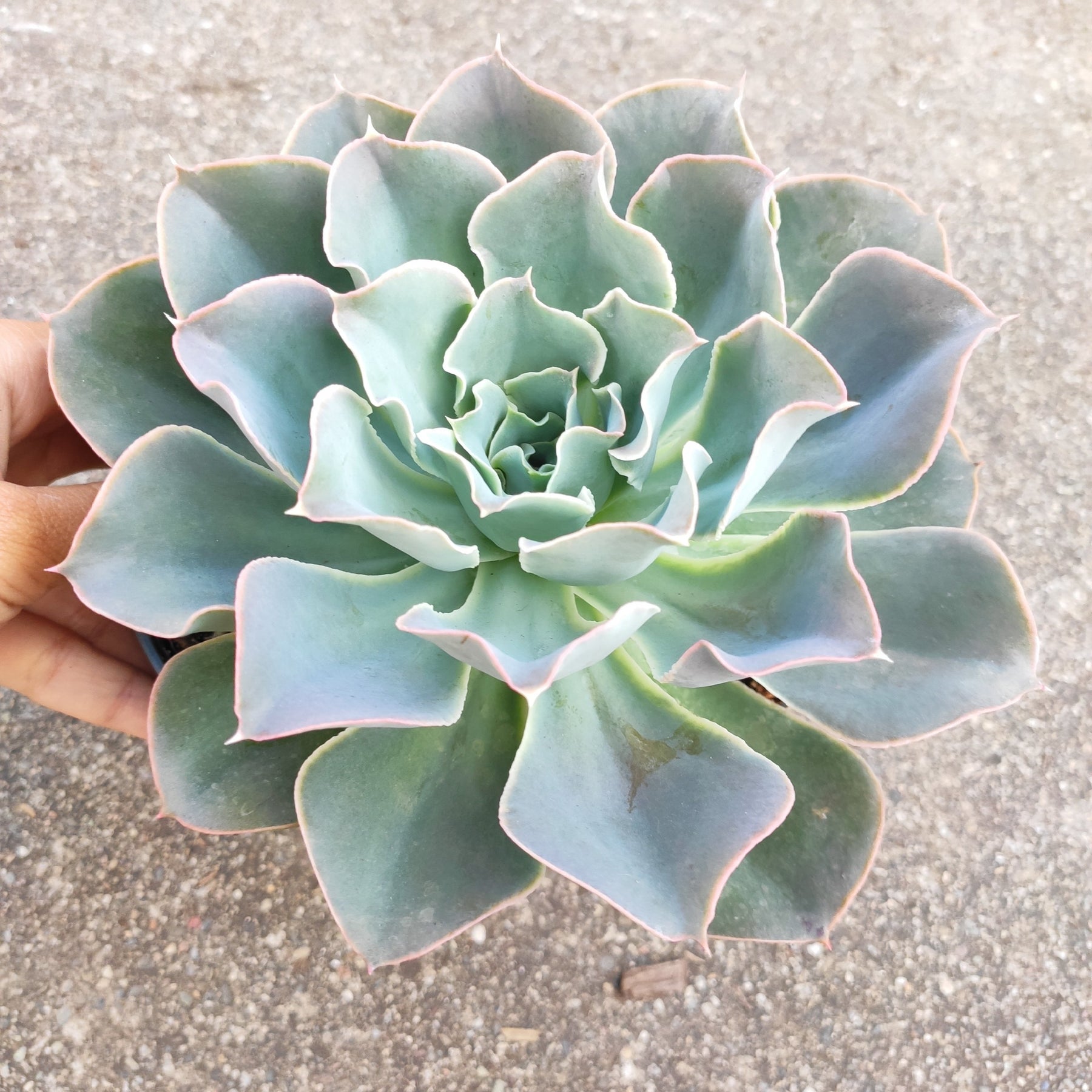 domingo succulent Echeveria 'Domingo'