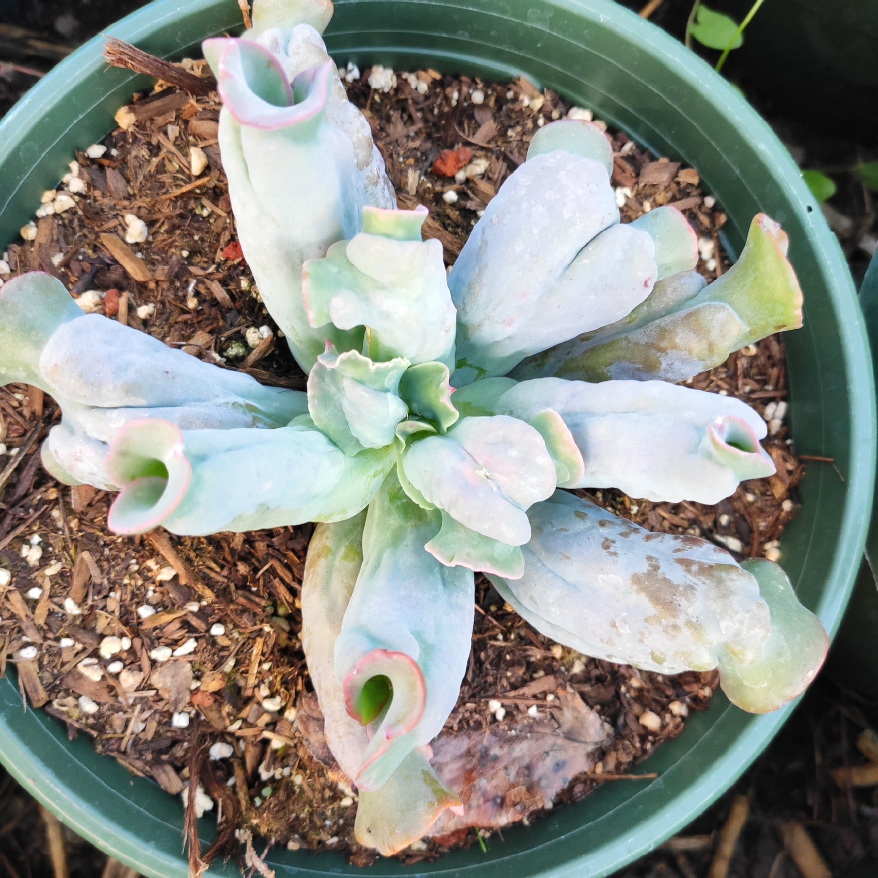 culibra succulent Echeveria 'Culibra'