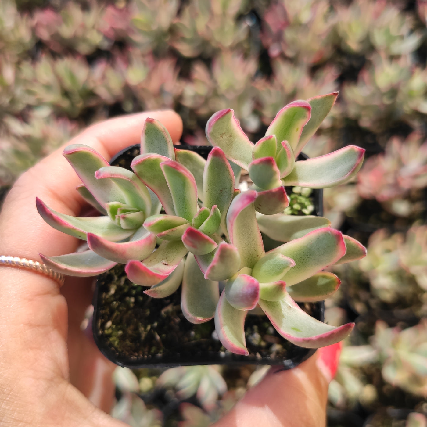 Crassula rubricaulis 'Candy Cane' succulent in hand.