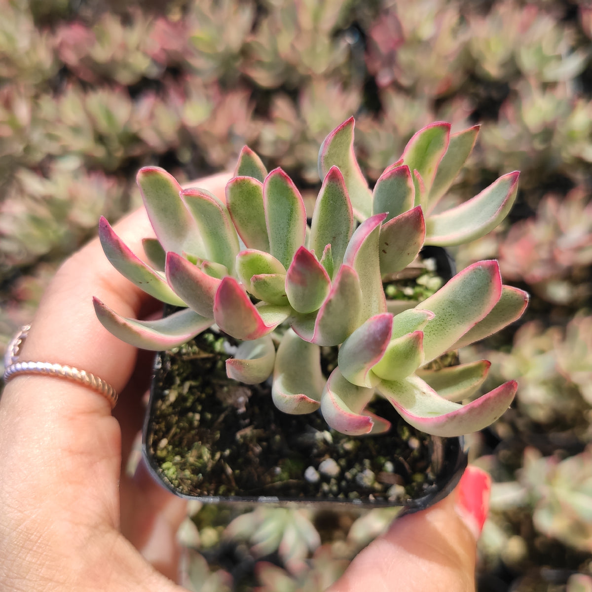 Crassula rubricaulis 'Candy Cane'