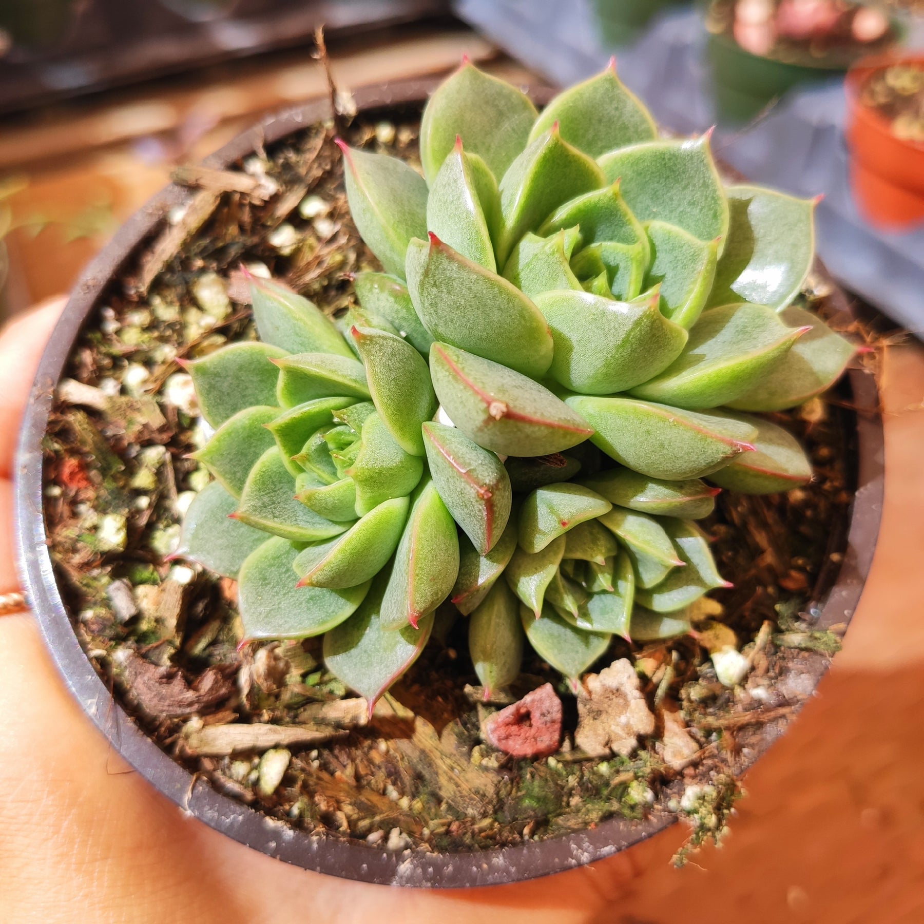 foliera succulent Echeveria 'Fabiola'