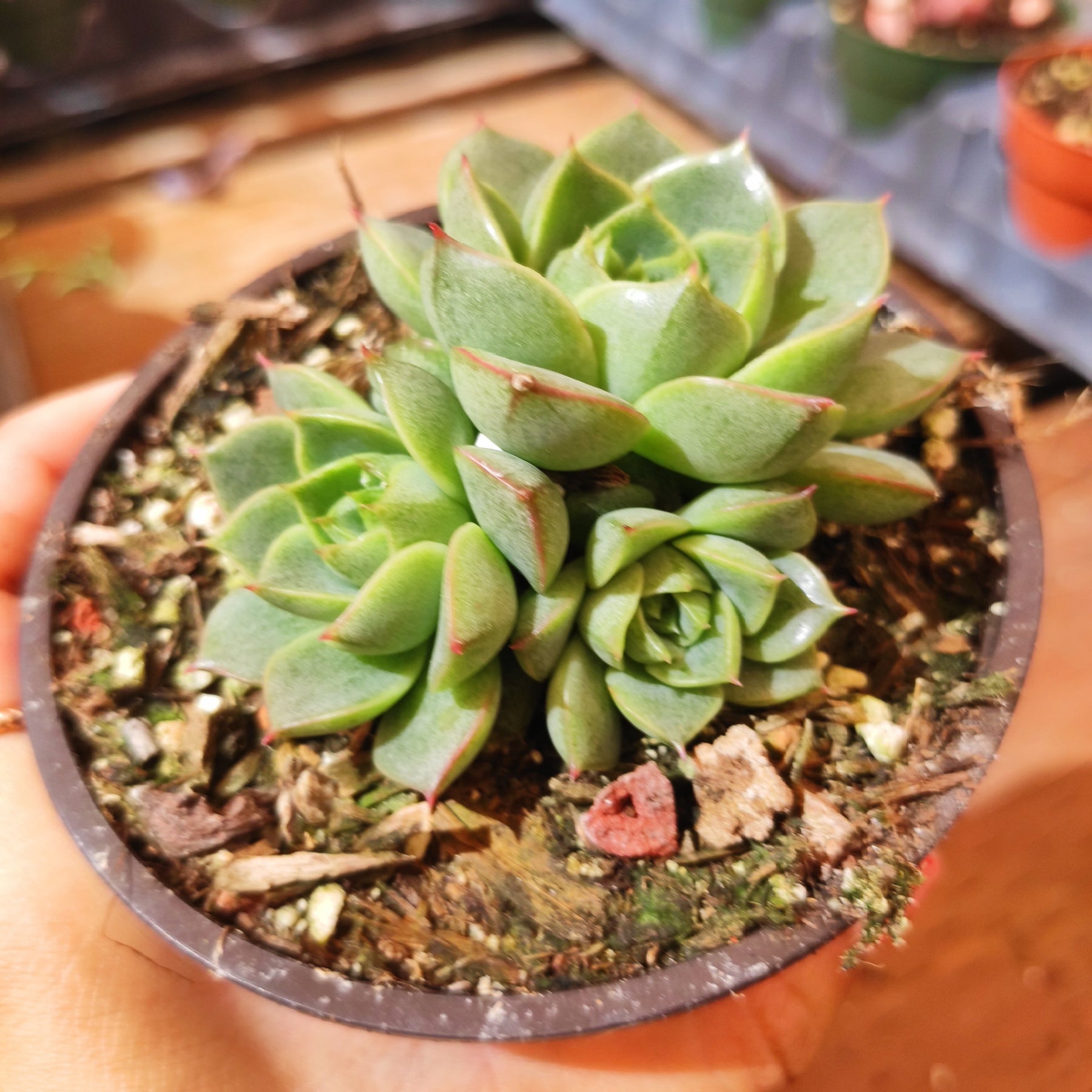 echeveria indoor plant Echeveria 'Fabiola'