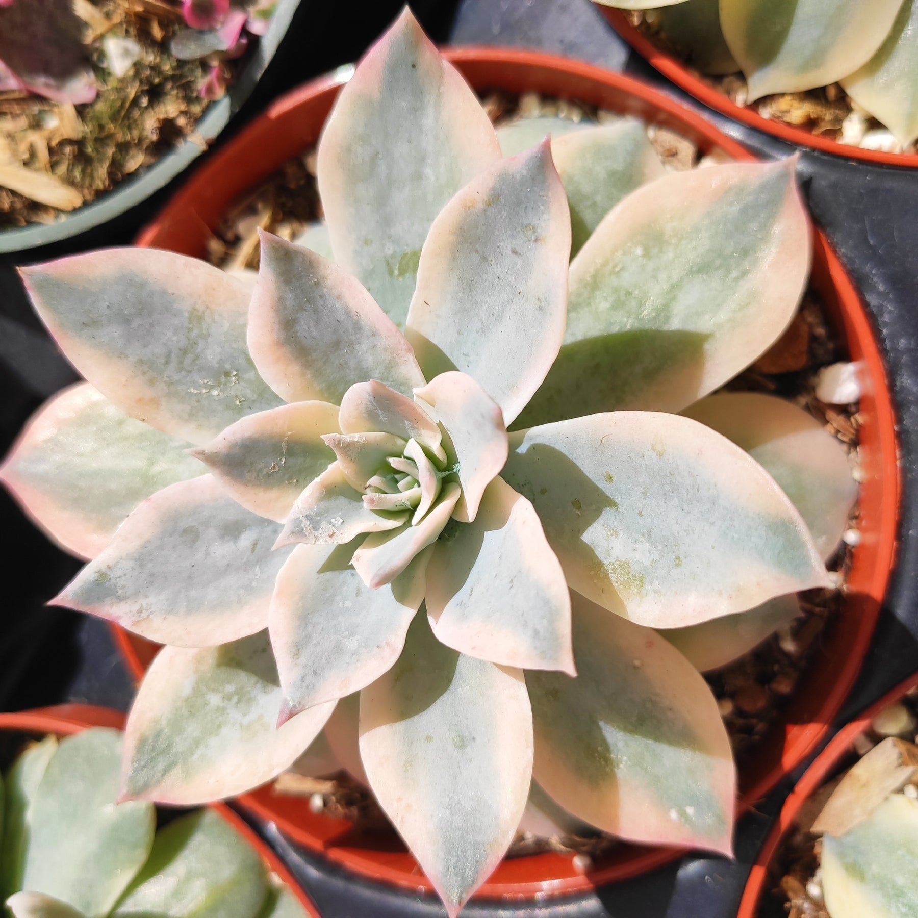 morning sun succulents Echeveria 'Morning Beauty'