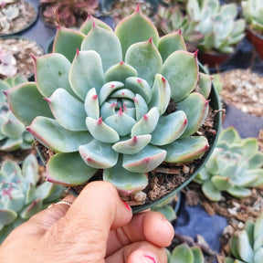 cat's claw succulent Echeveria colorata