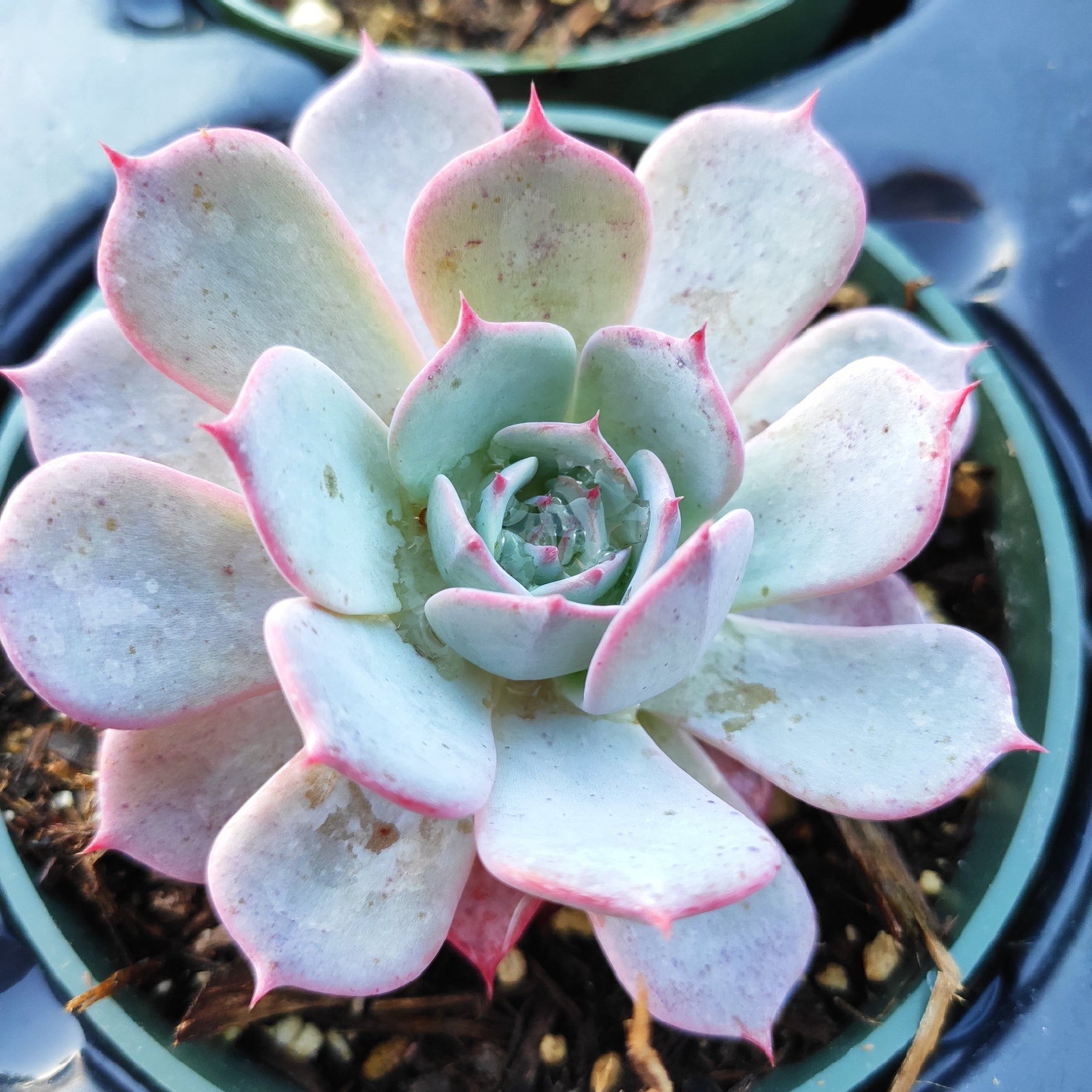 buy succulent leaves Echeveria Laulensis