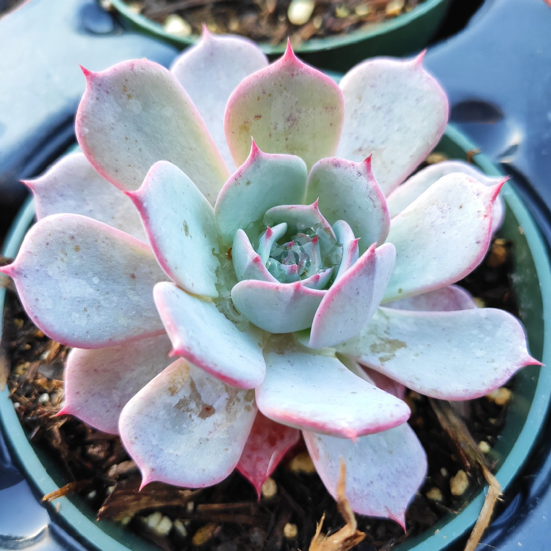 echeveria laui succulent Echeveria Laulensis