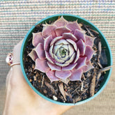 Sempervivum 'Pink Lemonade' in green nursery pot, hand-held.