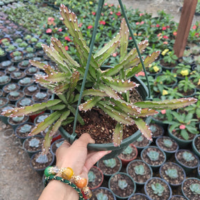 Lepismium Cruciforme - Succulents Depot