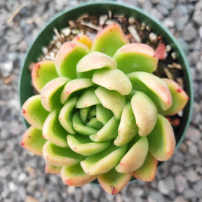 echeveria nevada succulent Echeveria agavoides 'Gilva' -