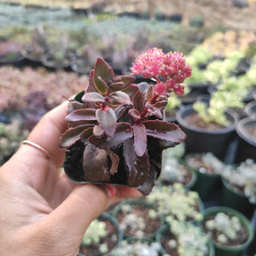 Sedum 'Dark Magic'
