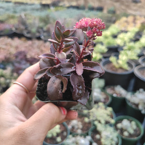 Sedum 'Dark Magic'