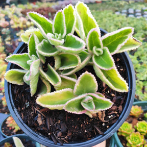 oregano succulent plant Plectranthus amboinicus Cuban Oregano